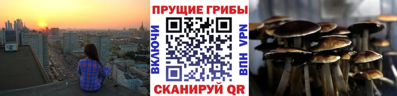 Псилоцибиновые грибы Psilocybe  Павловск 